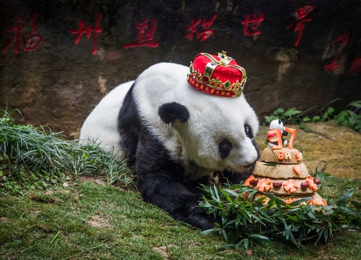 世界最高齢のパンダ、37歳に 中国 写真4枚 国際ニュース：AFPBB News