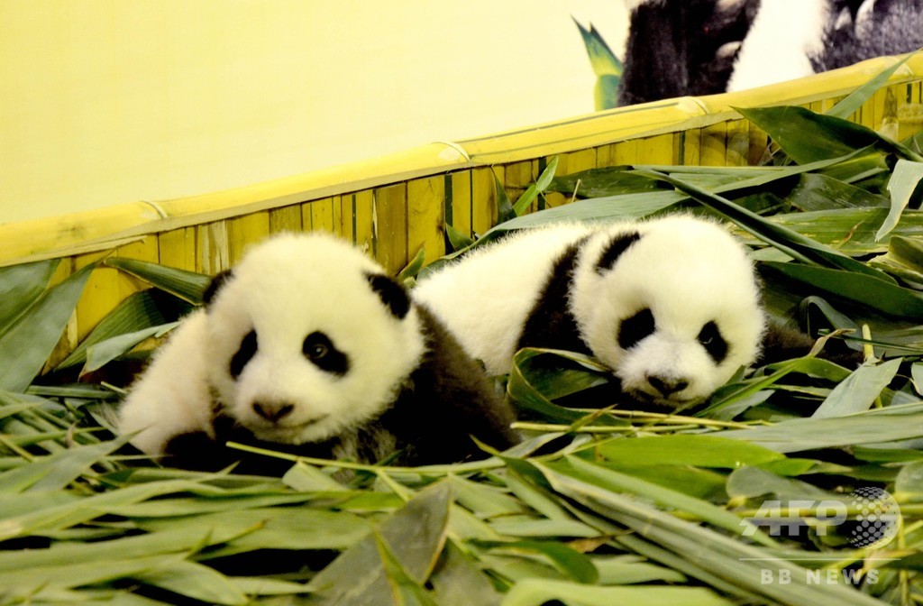 部外者が無許可でパンダの赤ちゃんに直接接触か 重慶動物園 部外者が無許可でパンダの赤ちゃんに直接接触か 重慶動物園