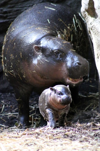 特集 かわいい動物の赤ちゃん 写真91枚 国際ニュース Afpbb News