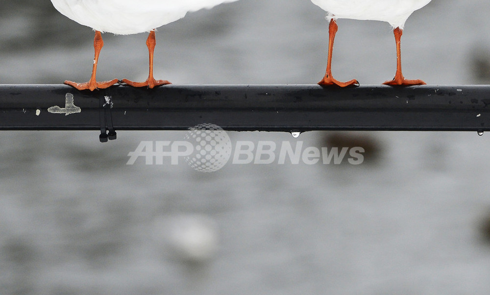 厳冬のスウェーデン、じっと身を寄せ合うカモメたち 写真7枚 国際