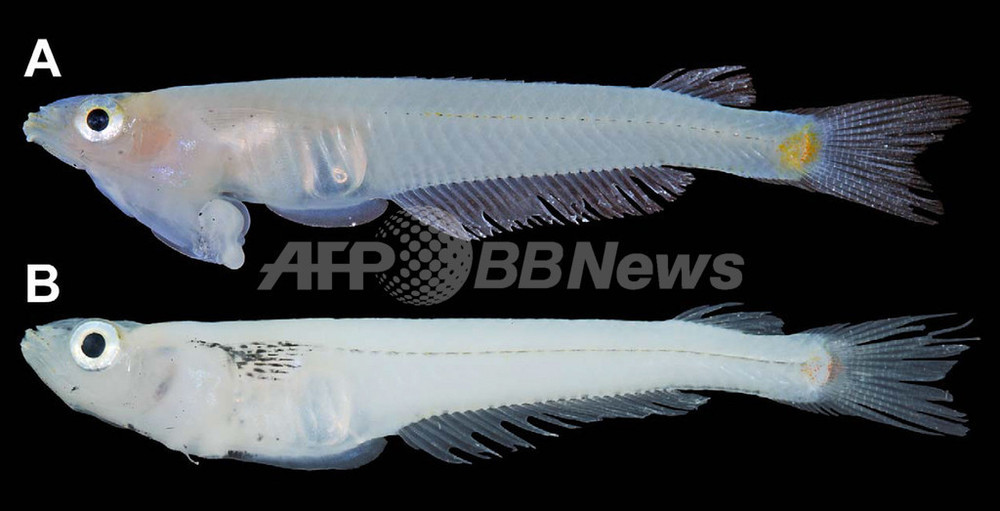 頭部にペニス ベトナムで新種の魚 写真2枚 国際ニュース Afpbb News