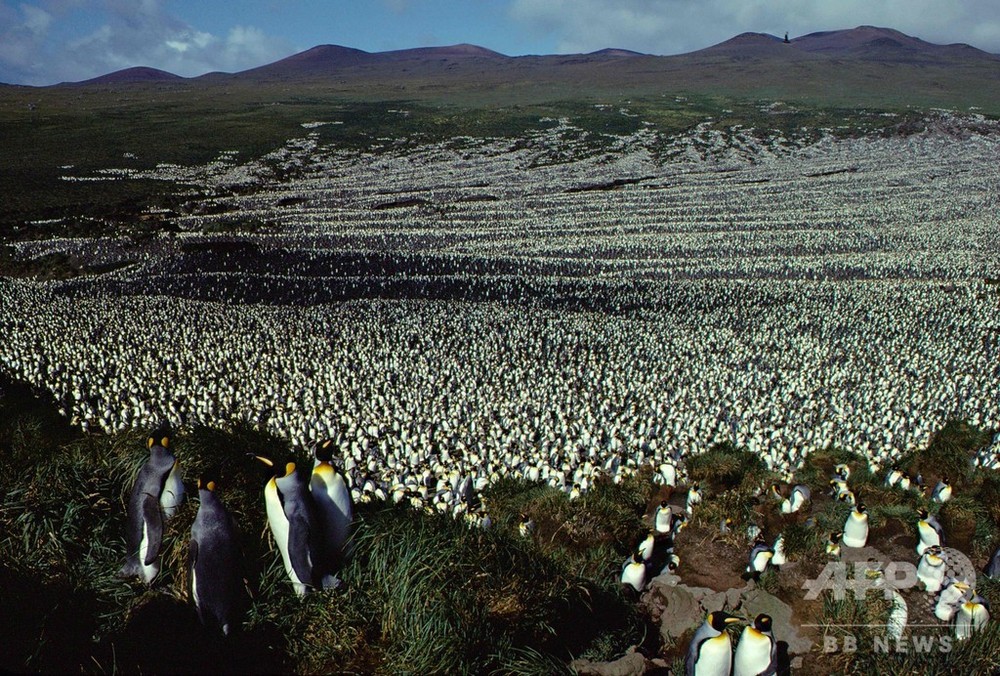 オウサマペンギン、世界最大のコロニーが90％縮小 研究 写真1枚 国際