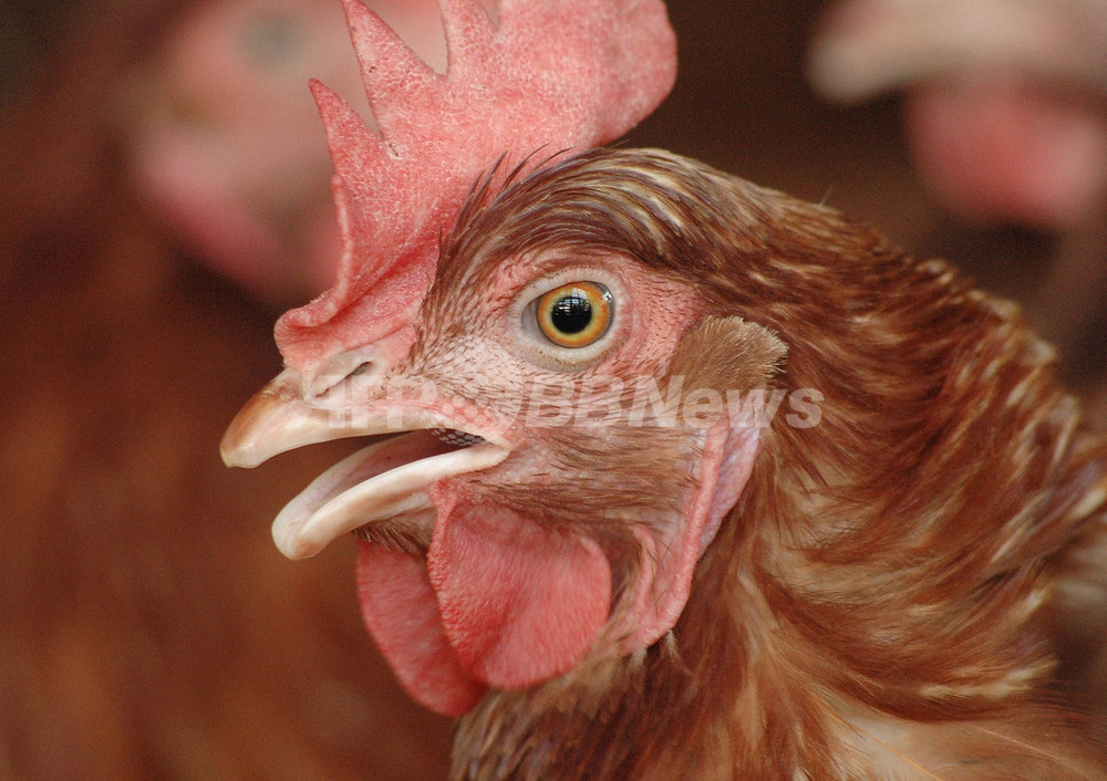 鳥インフルエンザ ミャンマーでニワトリの感染を新たに確認 写真1枚 国際ニュース Afpbb News