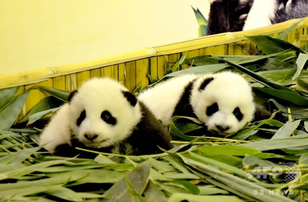 部外者が無許可でパンダの赤ちゃんに直接接触か 重慶動物園 写真1枚