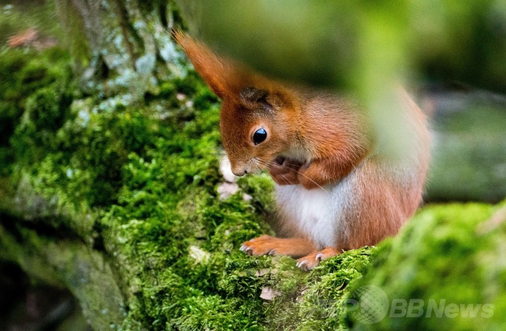 もしかして高所恐怖症？木の上でじっと考えるリス 写真6枚 国際