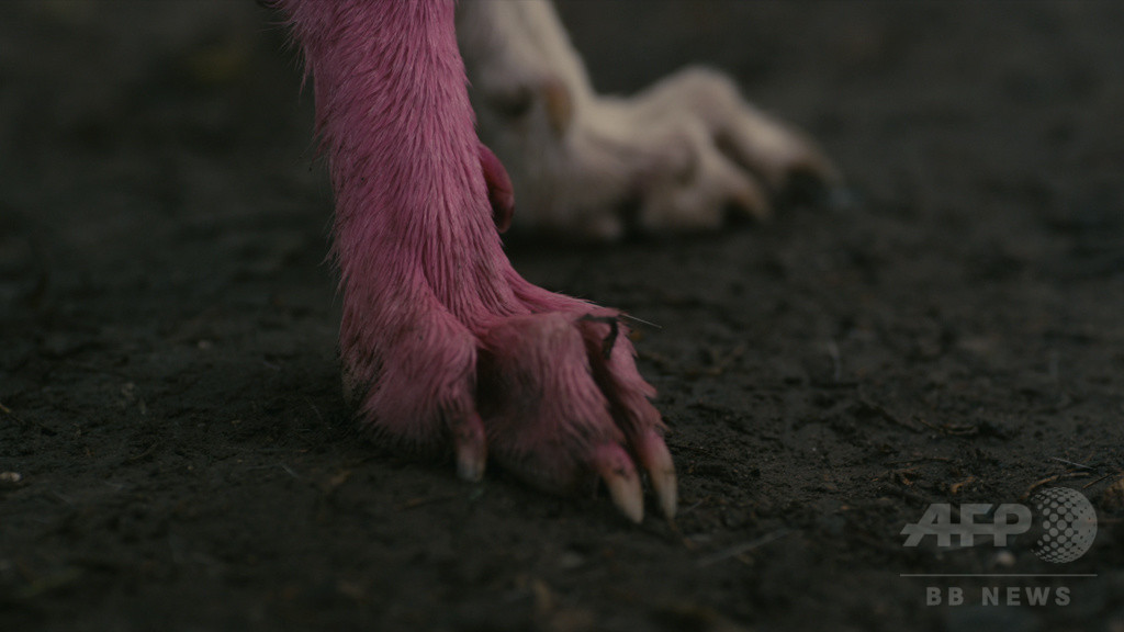 エスパス ルイ・ヴィトン東京にてピエール・ユイグ展、開催 写真8枚 マリ・クレール スタイル マリアージュ marie claire