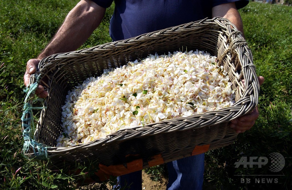 シャネルが「N°5」に迫る危機を警告、南仏の花畑に高速鉄道計画