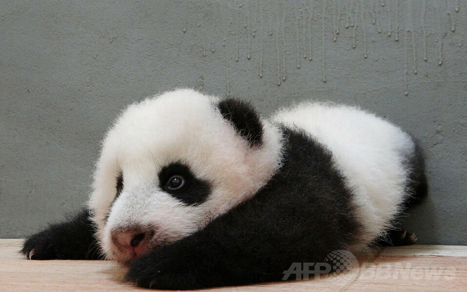 【特集】台湾の赤ちゃんパンダ成長記