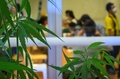 タイの首都バンコクに開業した大麻専門クリニックに飾られた大麻草（2020年1月6日撮影）。(c)Mladen ANTONOV / AFP