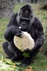ドイツ首都のベルリン動物園で、バースデーケーキを食べる欧州最高齢のゴリラ、ファトゥ（2018年4月13日撮影）。(c)AFP PHOTO / John MACDOUGALL