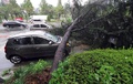 韓国南部の昌原で、台風18号による強風でなぎ倒された木の被害を受けた車（2016年10月5日撮影）。(c)AFP/YONHAP 