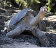 南米エクアドル沖のガラパゴス諸島（Galapagos Islands）サンタクルス（Santa Cruz）島のプエルト・アヨラ（Puerto Ayora）にあるガラパゴス国立公園（Galapagos National Park）繁殖センターで撮影された「ロンサム・ジョージ（Lonesome George、独りぼっちのジョージ）」（2009年3月18日撮影）。(c)AFP/Rodrigo BUENDIA
