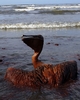 米南部沖のメキシコ湾（Gulf of Mexico）の原油流出事故で油まみれになったカッショクペリカン。米ルイジアナ（Louisiana）州East Grand Terre Islandで撮影。流出した原油はルイジアナ州沿岸部に大量に押し寄せている（2010年6月4日撮影）。(c)AFP/Getty Images/Win McNamee