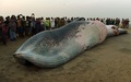 インド・ムンバイのジュフビーチで、打ち上げられたクジラの死骸の周りに集まった人々（2016年1月29日撮影）。(c)AFP/PUNIT PARANJPE