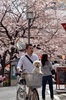 16日に桜の開花宣言が出された東京都心で春分の日の20日、多くの人々が街に出て満開に近づく桜を眺めた（2013年3月20日撮影）。(c)AFP/Yoshikazu TSUNO