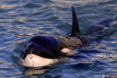 打ち上げられた赤ちゃんシャチ、続く母親捜し NZ 写真9枚 国際ニュース