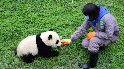 ジャイアントパンダ保護研究センターにも間接的影響、中国のウイルス感染流行