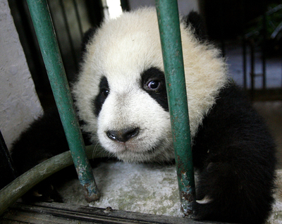 【写真特集】かわいいパンダ