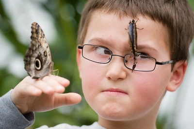 世界の蝶や蛾400種がロンドンに集結！ 特別展、29日から