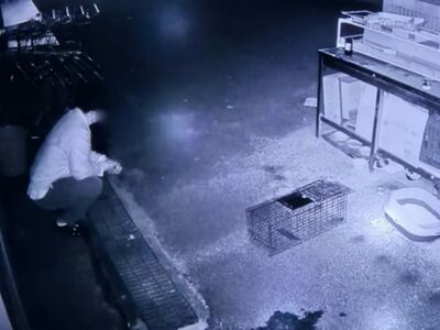 防犯カメラがとらえた「野良猫を虐待する男性」…韓国で映像拡散、非難殺到