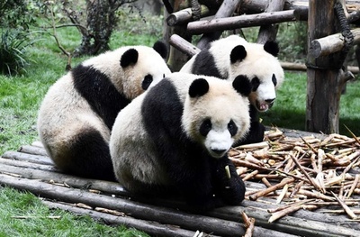 パンダも秋を満喫　中国・成都