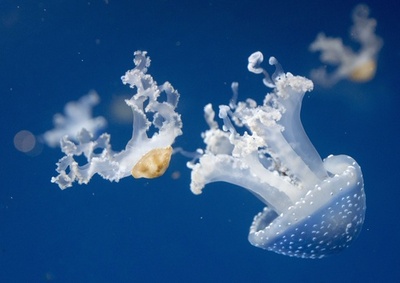 クラゲは引く力で前進、進化の前提覆す？米研究