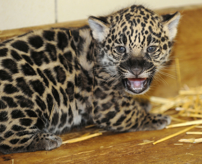 子トラや赤ちゃんジャガーがお出迎え、仏アムネビル動物園