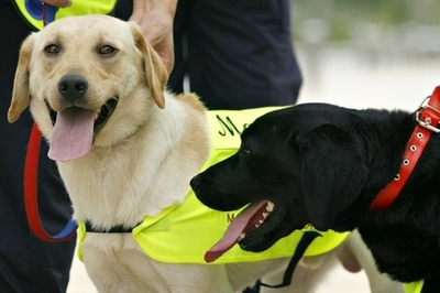 マレーシアの海賊版DVD探知犬マニー、不審死