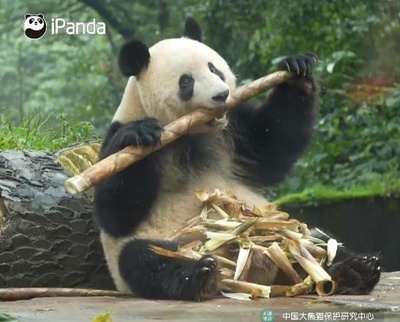 シャンシャン 中国での生活に慣れて初の一般公開