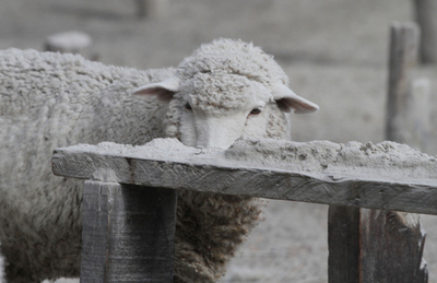 チリ・プジェウエ火山の避難勧告解除、でも自宅は灰色の世界の中