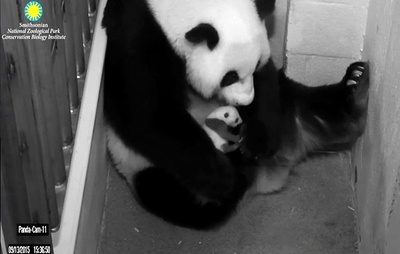 ママにだっこされる赤ちゃんパンダ、米首都動物園