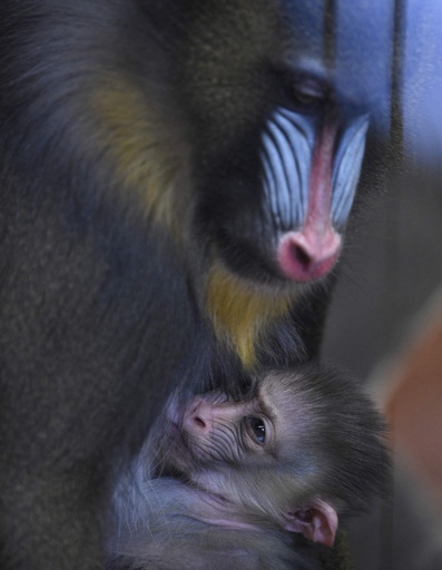 マンドリルの親子、赤ちゃんの顔にも模様がうっすら フランス