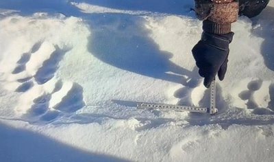 黒竜江省の国境地帯で野生のアムールトラの足跡発見 中国