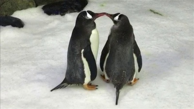 動画:有名なペンギンの「同性カップル」、1羽が死ぬ 豪水族館