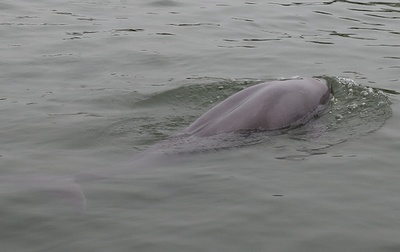 「水中のパンダ」スナメリにタチウオ… 「禁漁政策」の中国・長江で希少生物が増加