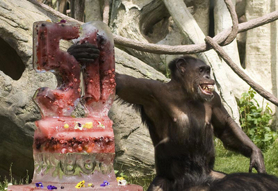全米動物園一の長老チンパンジー、50歳の誕生日