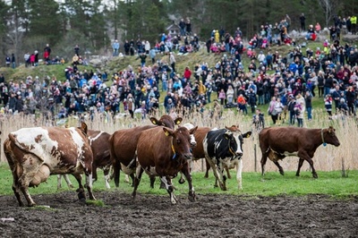 【今日の1枚】放牧解禁に駆け出す牛、群がる人 スウェーデン