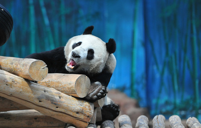 「ボク、女の子じゃないよ」 遼寧の動物園がパンダの性別を訂正