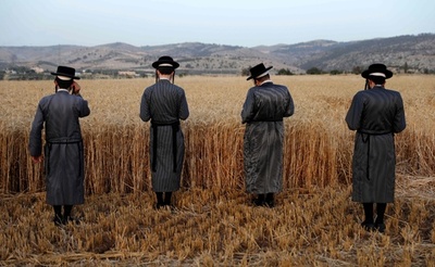 来年の「過ぎ越し祭」に備え小麦収穫、パレスチナの入植地