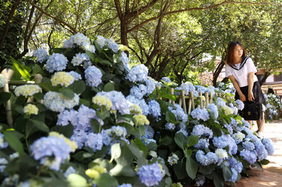 中国語でアジサイを「紫陽花」と書かない理由とは