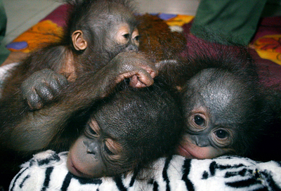 元気に育ってます、生後5か月のオランウータンの赤ちゃん インドネシア