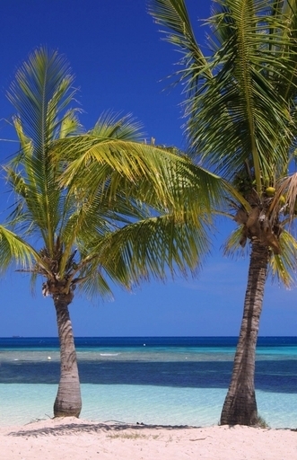 ニューカレドニアで初の新型インフル感染者を確認