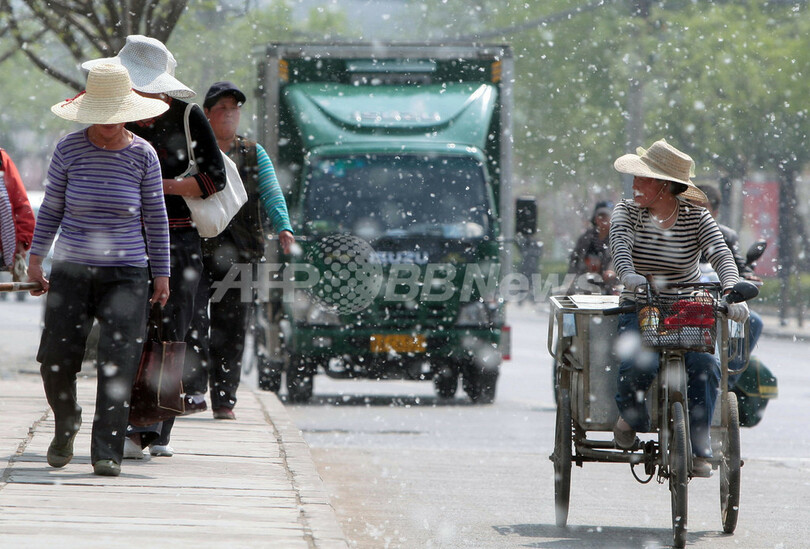 北京市、花粉対策でポプラの｢性転換｣試みる