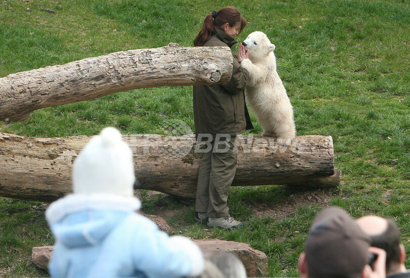 ホッキョクグマのフロッケ、公開2日目も大人気