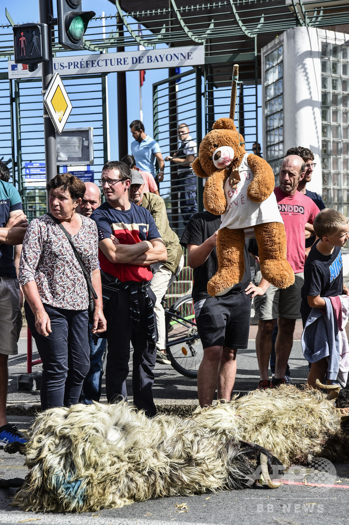 道路に複数の羊の死骸...フランス畜産業者がクマ被害訴え