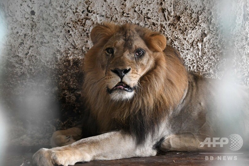 動物園からライオンなど救出、「地獄のような」飼育環境 アルバニア