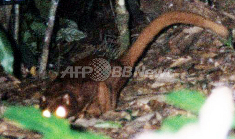 コーヒーが「絶滅危惧種」を脅かす? WWF報告 - インドネシア