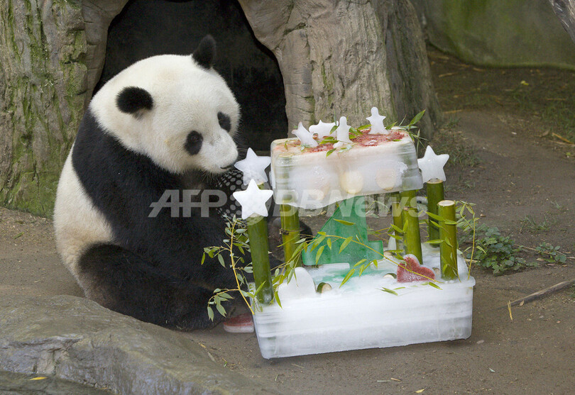 サンディエゴ動物園のパンダ4歳に 特製の誕生日ケーキでお祝い 写真1枚 国際ニュース Afpbb News