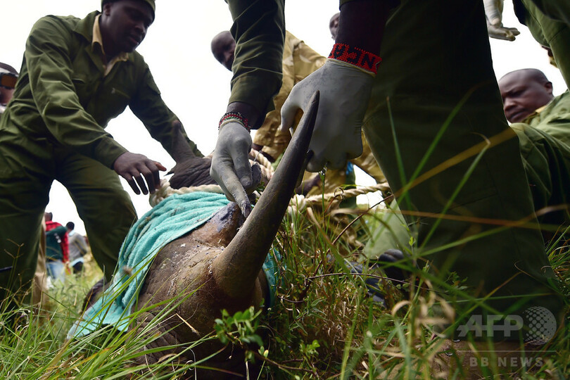 絶滅危惧のクロサイ8頭死ぬ、新保護区への移送後 ケニア