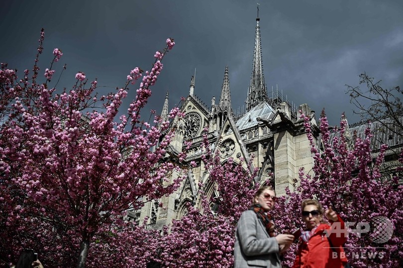 パリにも春の気配 咲き誇る花々 フランス 写真16枚 国際ニュース Afpbb News